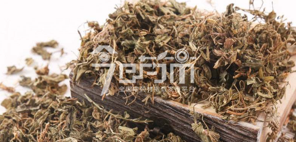 苦地丁种植技术与效益分析以及苦地丁图片