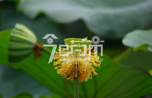 莲须种植技术与管理以及莲须图片
