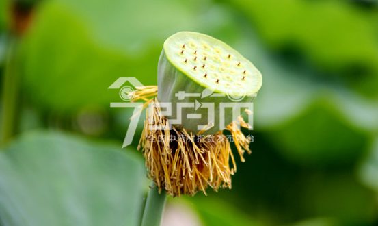 莲须图片：莲种植8月果实