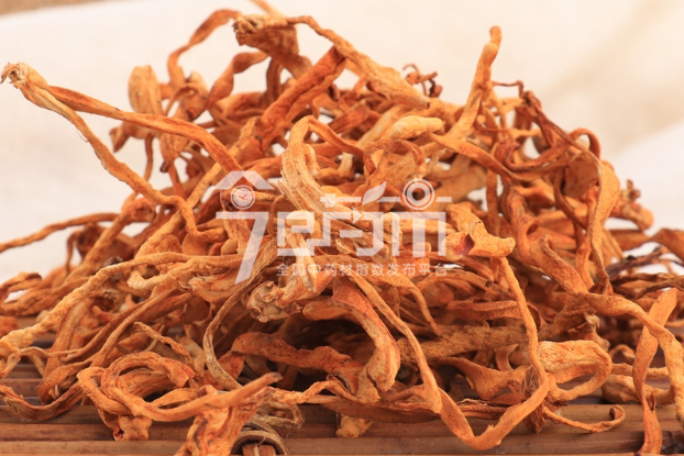 虫草花功效与作用以及虫草花图片
