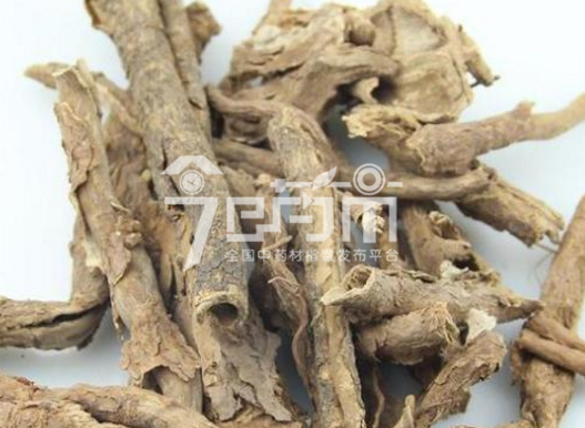 五加皮的功效与作用以及五加皮图片
