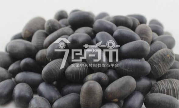 石莲子种植技术与栽培管理以及石莲子图片