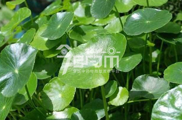 积雪草的功效与作用以及积雪草图片