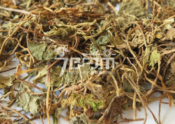 积雪草的功效与作用以及积雪草图片