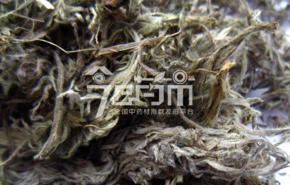 茵陈功效与作用以及用法用量与茵陈图片