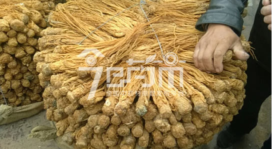 岷县药材市场29.4元/kg成交的当归个子(黄)