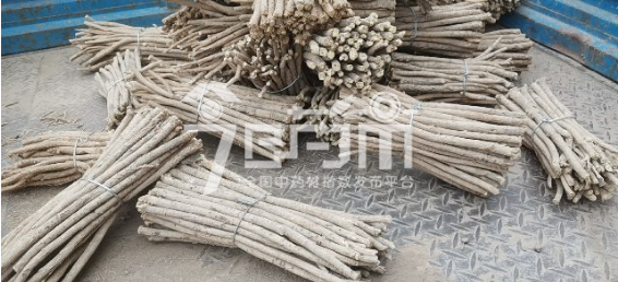 首阳中药材市场30.5元/kg成交的黄芪节子(尾径0.7以上)