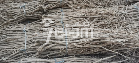 首阳中药材市场要价17元/kg的黄芪中条(未成交)