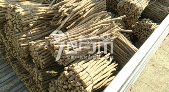岷县药材市场38元/kg成交的黄芪节