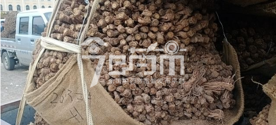 岷县药材市场26.3元/kg成交的当归个子(干落)