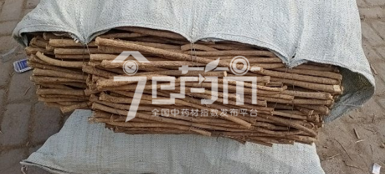 岷县药材市场32元/kg成交的黄芪节子
