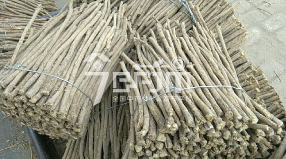 岷县药材市场35元/kg成交的黄芪节子