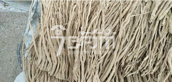 渭水源药材市场51元/kg成交的党参大条