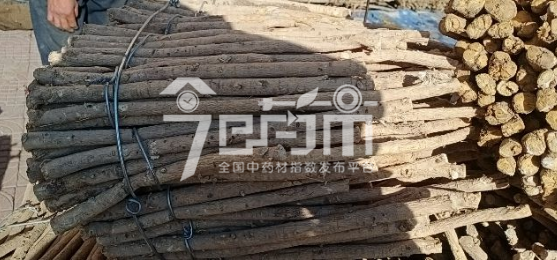 岷县药材市场47.3元/kg成交的黄芪节子