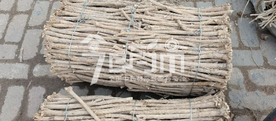 岷县药材市场30元/kg成交的黄芪节子