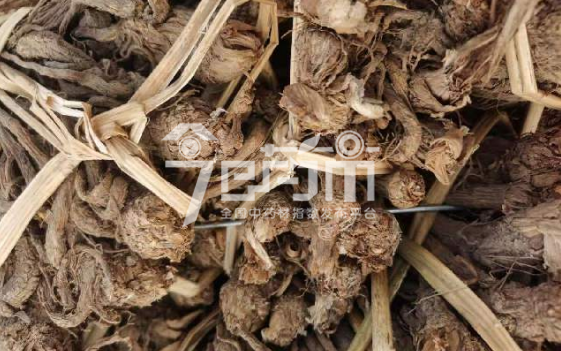 会川中药材市场34.2元/kg成交的当归草把子