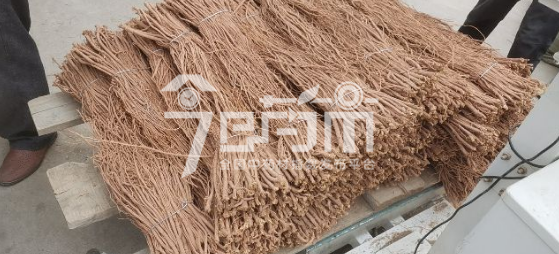 首阳中药材市场13元/kg成交黄芪药厂货