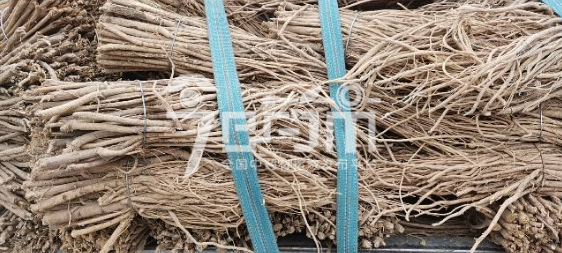 首阳中药材市场13元/kg成交的黄芪毛芪