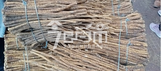 岷县药材市场28.5元/kg成交的黄芪小节子