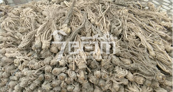 岷县药材市场37元/kg成交的当归个子