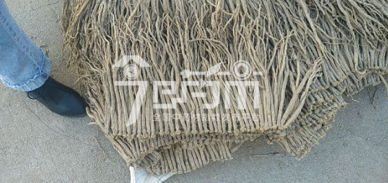 渭水源药材市场50元/kg成交的党参(0.7规格)
