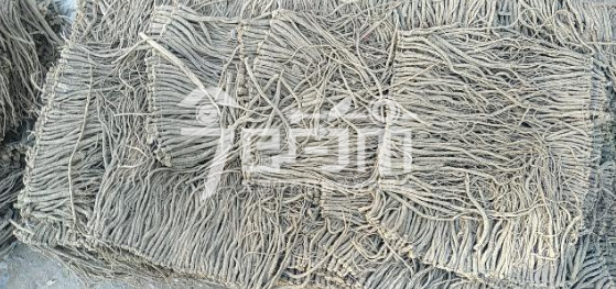 渭水源药材市场42元/kg成交的党参药厂货