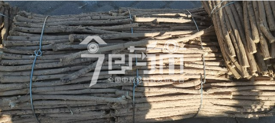岷县药材市场36.5元/kg成交的黄芪节子