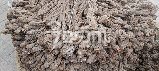 岷县中药材市场34元/kg成交的当归药厂货(出虫)