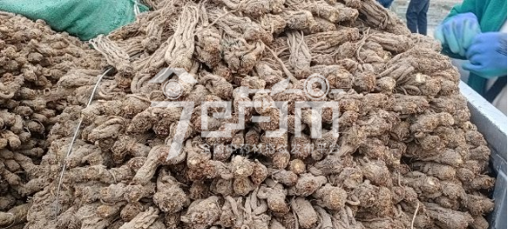 售价34.8元/kg，给价34.6元/kg的当归小条