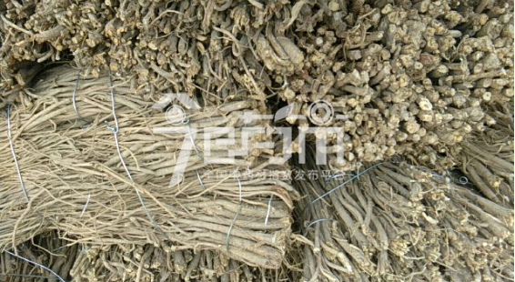 13元/kg成交的毛芪