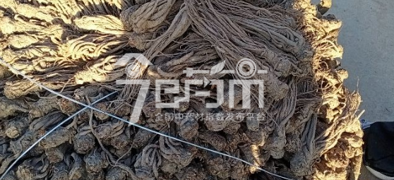 岷县药材市场39.5元/kg成交的当归个子