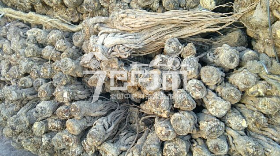 岷县药材市场43.5元/kg成交的当归个子