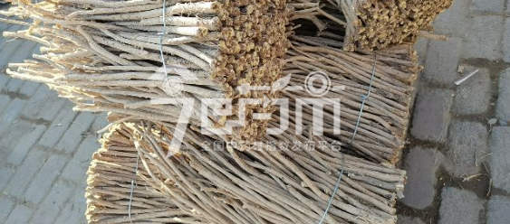 岷县药材市场27元/kg成交的黄芪小节子