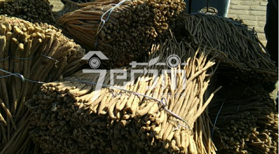 岷县药材市场20元/kg成交的黄芪股子
