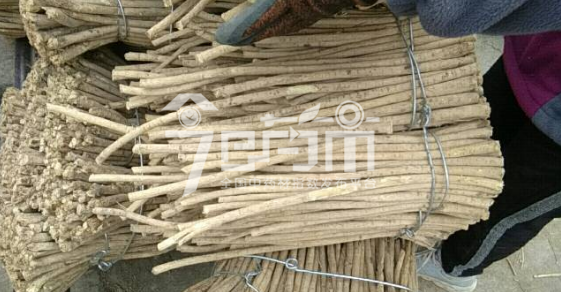岷县药材市场36元/kg成交的黄芪节子