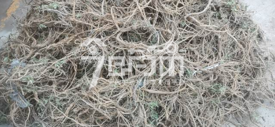 首阳中药材市场3.15元/市斤成交的鲜黄芩