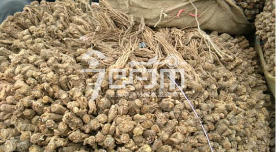 岷县药材市场36.5元/kg成交的当归好药厂