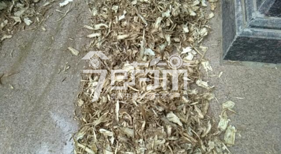 岷县药材市场42元/kg谈妥的当归全归片(验货未成交)