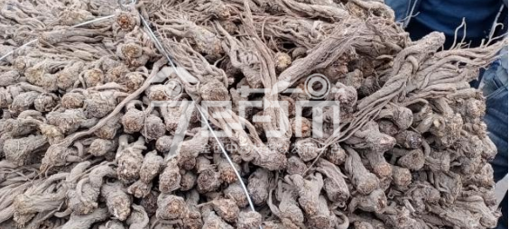 岷县药材市场40.4元/kg成交的当归个子