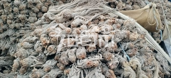岷县药材市场售价40元/kg，给价39元/kg的当归个子