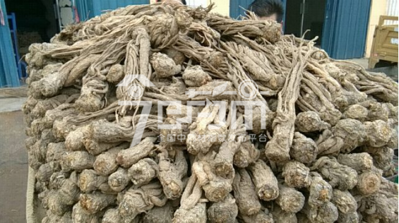 岷县药材市场42.5元/kg成交的当归个子