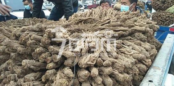 岷县药材市场45.8元/kg成交的当归个子