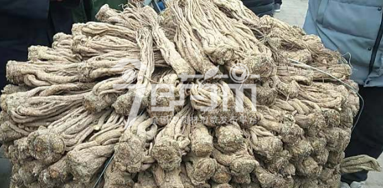 岷县药材市场50元/kg成交的当归个子