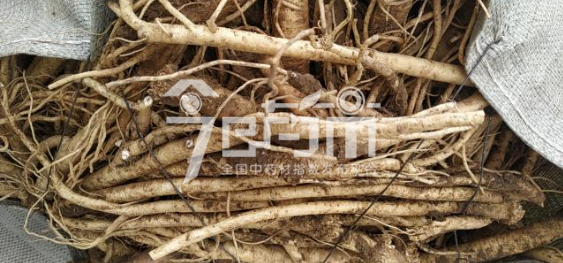 渭水源药材市场15元/kg成交的鲜党参大条