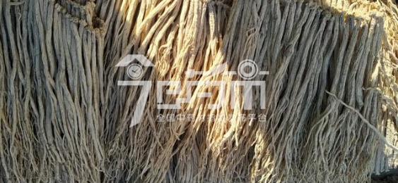 渭水源药材市场55元/kg成交的党参中条(颜色白、条形好)