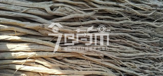 渭水源药材市场51元/kg成交的党参大中条(八成干)