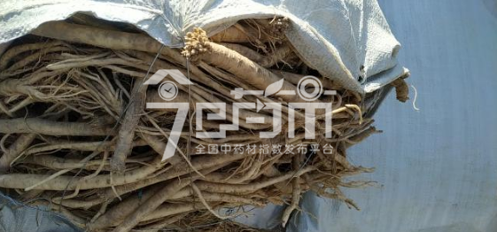 渭水源药材市场16.6元/kg成交的鲜党参大条