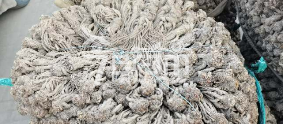 岷县药材市场43.5元/kg成交的当归个子