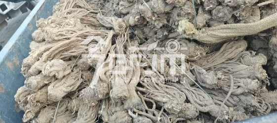 岷县药材市场售价45元/kg，给价44元/kg的当归个子