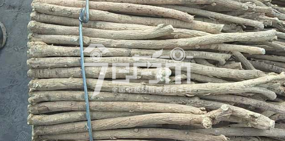 岷县药材市场41元/kg成交的黄芪节子